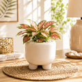 PL-2 Earth Eco White